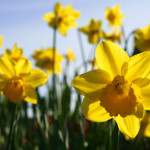 Daffodils in Spring