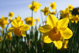 Daffodils in Spring